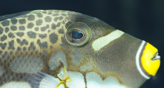热带鱼类小丑触发鱼温暖海洋的多彩水下世界图片