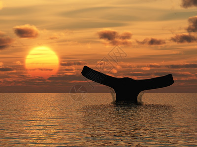鲸鱼海哺乳动物的尾巴在背景日落时图片