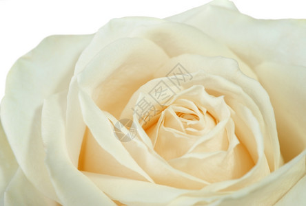 白玫瑰紧贴花朵盛开结构精细图片