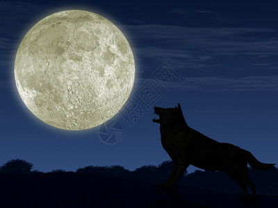 狼和月亮动物美丽的风景详细说明图片
