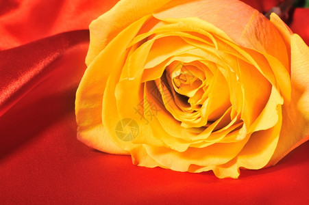 红丝上的玫瑰花朵的详细照片图片