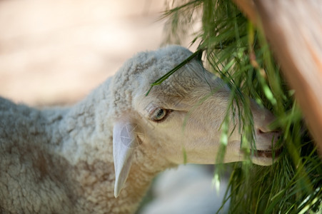 羊在吃草的收容所里养牛图片