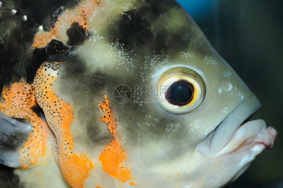 热带鱼温暖海洋的多彩水下世界图片