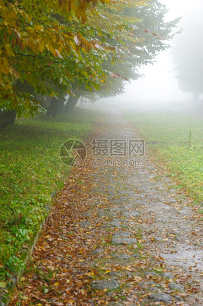 大雾公园的巷道秋天雨图片