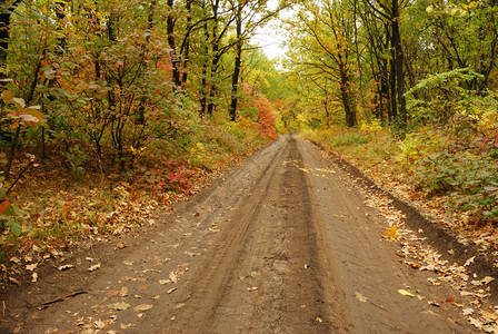秋季落叶覆盖道路图片