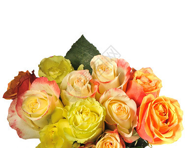 在白色背景上隔开的玫瑰花团不同颜色的玫瑰花团图片