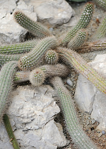 Cactus脊椎辅助植物类型图片