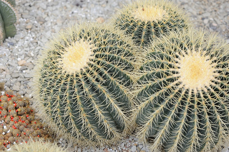 Cactus脊椎辅助植物类型图片