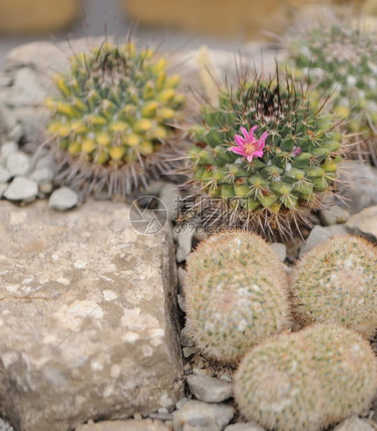 花生仙人掌脊椎辅助植物类型图片