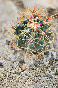 Cactus脊椎辅助植物类型图片