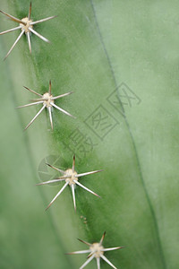 Cactus背景脊椎辅助植物类型图片