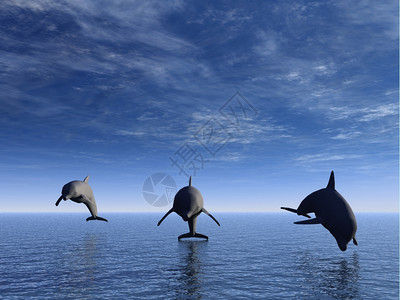 三只海豚漂浮在洋上前观图片
