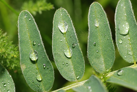 树叶上滴落的绿色植被的早露水图片