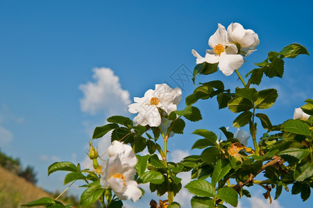 一条教狗的花朵一个刺的灌木丛玫瑰版本图片