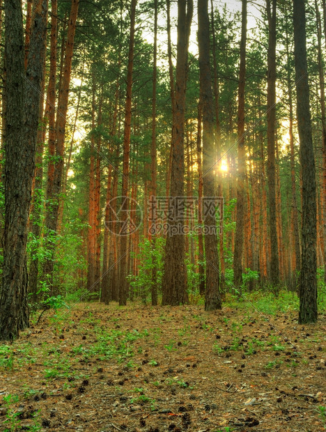 东欧的森林一个隐形乌克兰图片