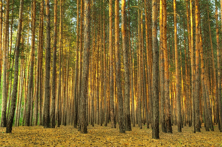 东欧的森林图片