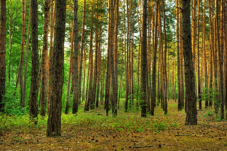 东欧的森林一个隐形乌克兰图片