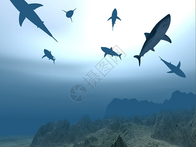 不同鲨鱼的飞行在太阳穿过水面的光照下在海底近处飘浮一种鲨鱼声势强烈图片