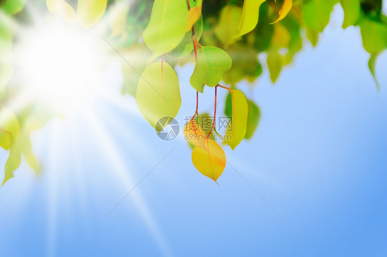 树上的绿枝叶的绿枝阳光明媚的天空图片