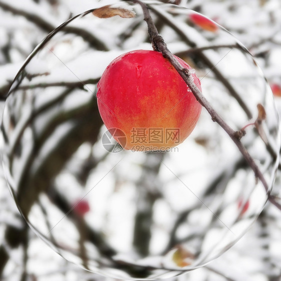 冬天下雪时红苹果在树枝上的红苹果图片