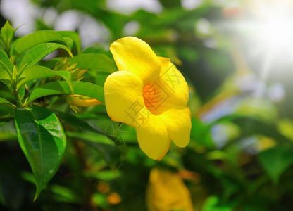 绿色花园中美丽的黄色花朵图片