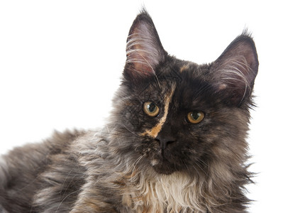 以白色背景孤立的缅因角猫图片素材