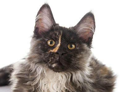 好奇的小猫图片