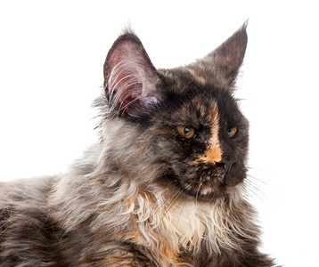 好奇的小猫图片