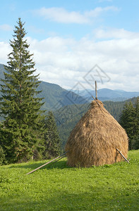 山地夏季绿色草原有一堆干喀尔巴阡山乌克兰图片