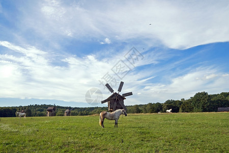 旧古老的陈过时风车和田野上放牧的马匹图片