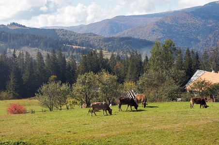 山高地草原上的牛群喀尔巴阡山乌克兰阳光相反缝合了三针图片