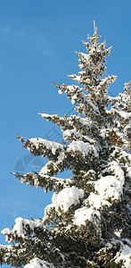 冬雪的顶端覆盖了卷轴树蓝色天空背景上有大量的锥子图片