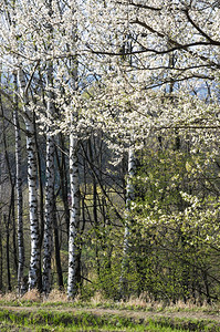 春天开花的树和公园枝图片