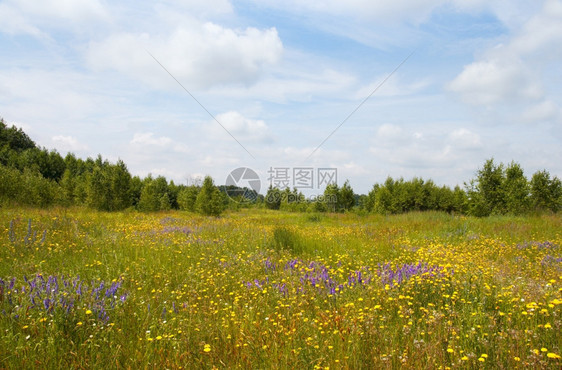 夏日草原盛开的野花图片