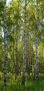 夏日森林的伯尔切斯下面有高草两张综合照片图片