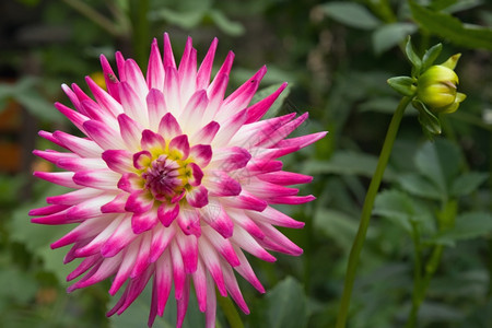 花园中的粉白Dahlia花朵图片