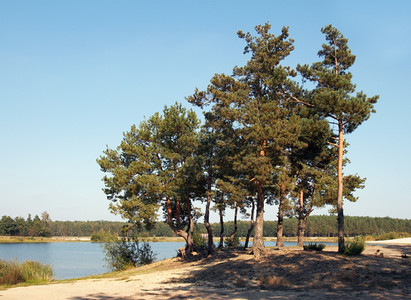 秋湖附近一群大松树图片