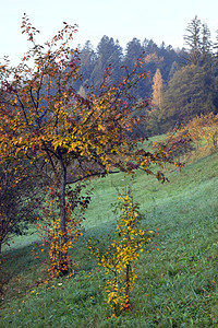 前面有苹果树的秋山风景图片