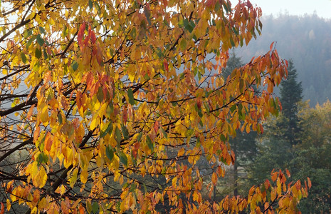 湿黄色秋树枝在晨山边图片