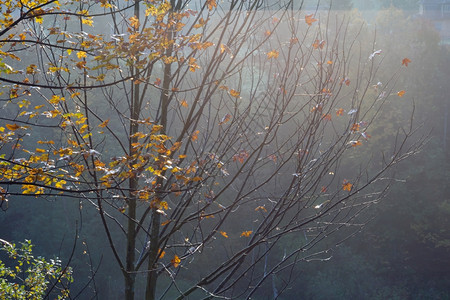 湿润的秋树枝在晨山边图片