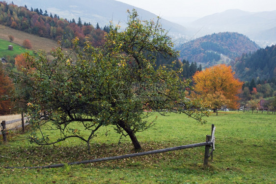 秋山丘前面有苹果树和打碎木栅栏图片