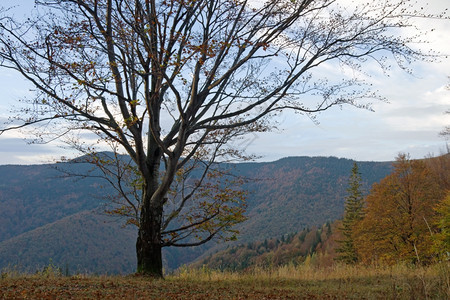 秋山风景前面有一棵大裸树图片