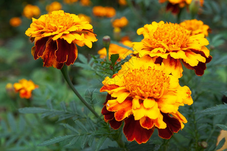 花园中黄色的马龙花朵图片