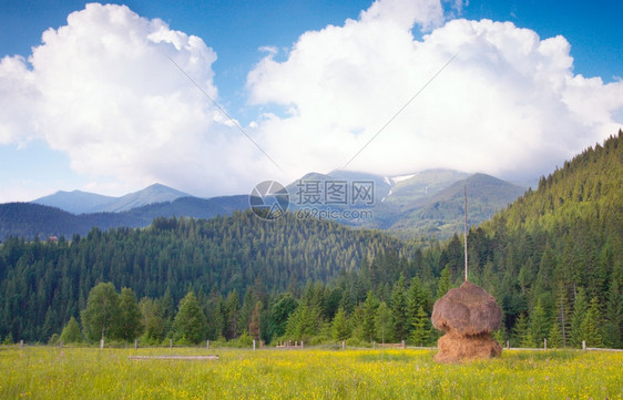 夏季山地开花的绿色草原与干堆喀尔巴阡山乌克兰图片