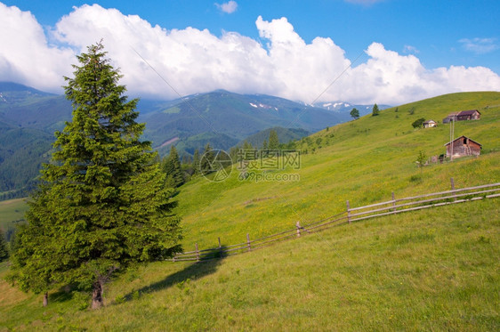 夏季开花的绿草原与农舍喀尔巴阡山乌克兰图片