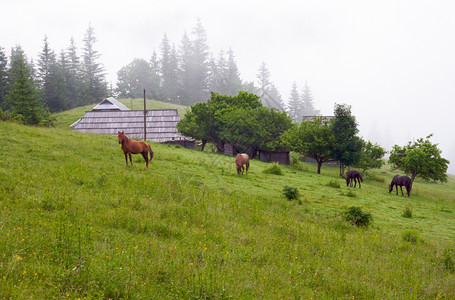 夏山开花的绿草地有农舍和马匹喀尔巴阡山乌克兰图片