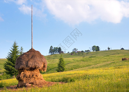 山地夏季绿色草原有一堆干喀尔巴阡山乌克兰图片