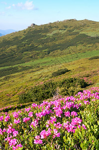 夏日山边的粉红罗多德伦花朵图片