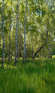 夏日森林的伯尔切斯下面有高草三拍综合图象图片