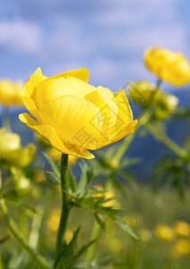 夏季山区黄花图片